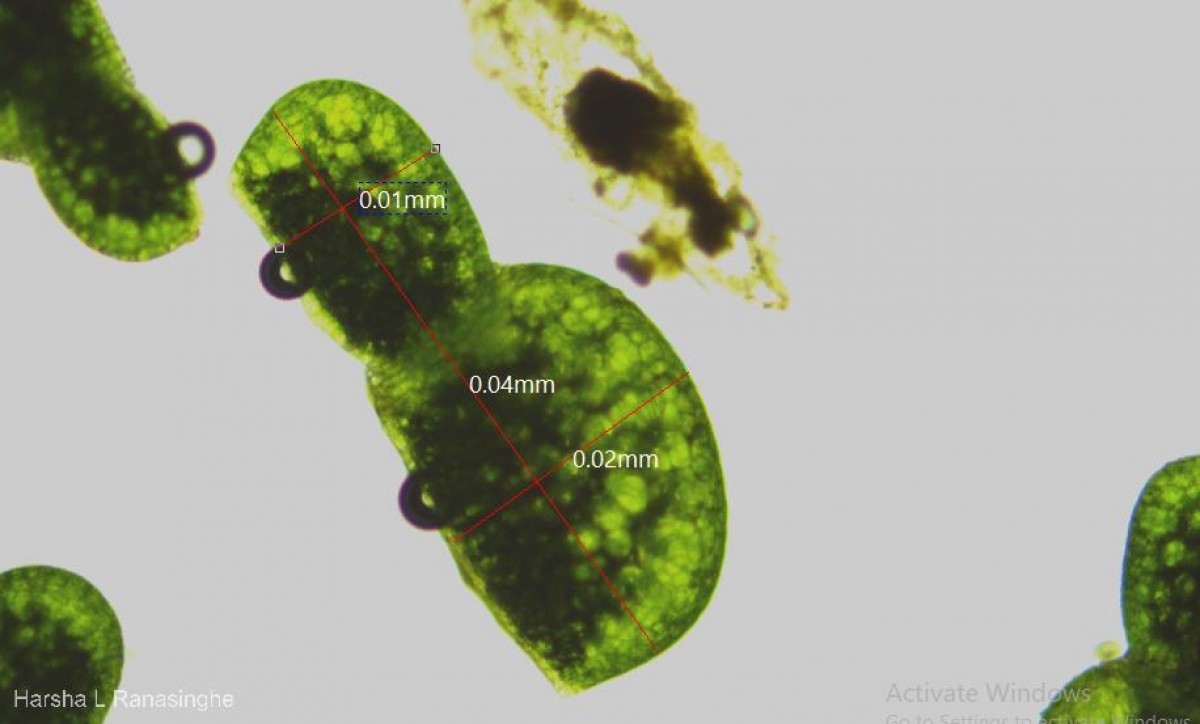Wolffia neglecta Landolt